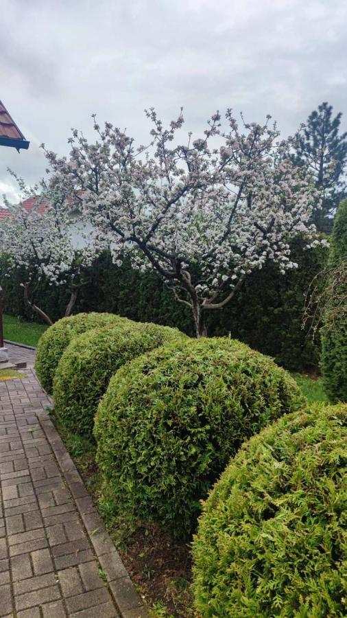 Privatni Smestaj Tesevic Zlatibor Exterior foto